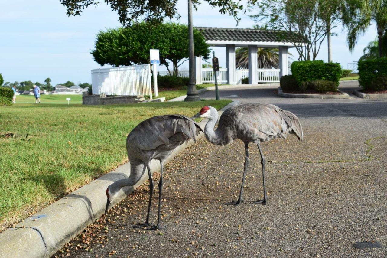 Large Family Friendly Vacation Home, Private Pool, Golf Course Location, Nr Orlando Disney Parks Florida Davenport Dış mekan fotoğraf